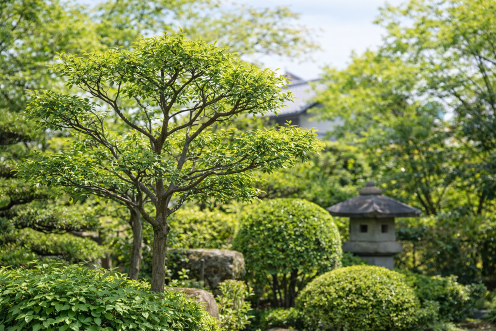 枝抜きで風通しを良くした庭木（軽い剪定のイメージ）